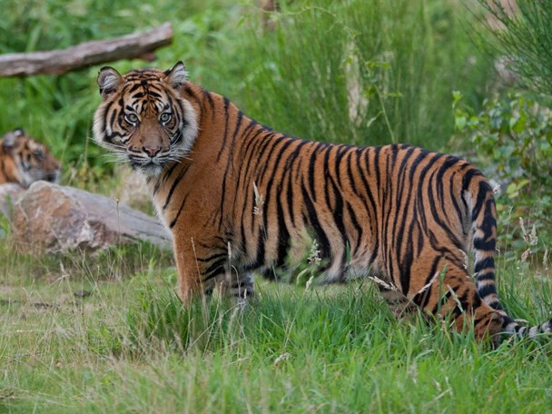 Sumatraanse tijger :: Dieren